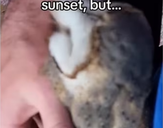 Lil owl made me work #wholesome #animals (1)_part2