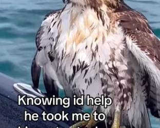 Now see them daily #wholesome #animals (1)_part2