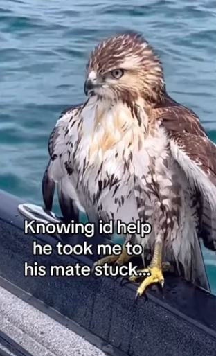 Now see them daily #wholesome #animals (1)_part2