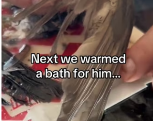 saved bird #wholesome #animals_part2