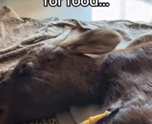 scraps likely mean her mom sacrificed herself #wholesome #animal… (1)_part2