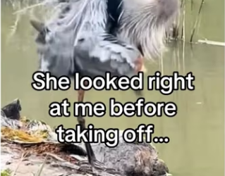She knew would help! #wholesome #animals (1)_part2