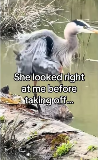 She knew would help! #wholesome #animals (1)_part2