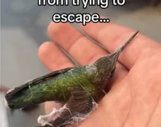 Birds are highly intelligent #wholesome #animals (1)_part2