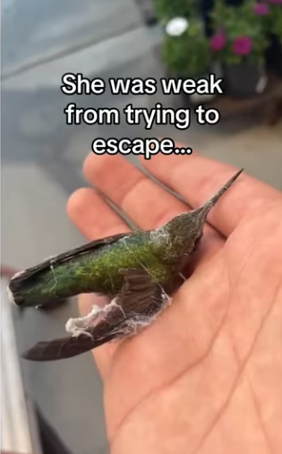 Birds are highly intelligent #wholesome #animals (1)_part2