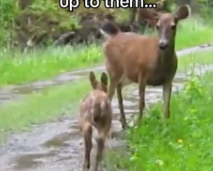 He chose to keep coming back #wholesome #animals (1)_part2