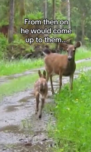 He chose to keep coming back #wholesome #animals (1)_part2