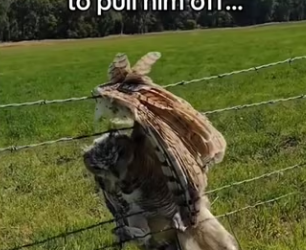 They did feather transplant! #wholesome #animals (1)_part2