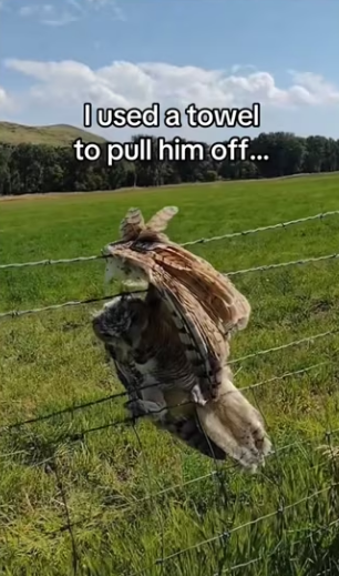 They did feather transplant! #wholesome #animals (1)_part2