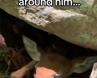 Mother instinct runs deep #wholesome #eagles_part2