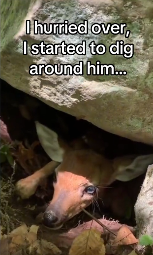 Mother instinct runs deep #wholesome #eagles_part2