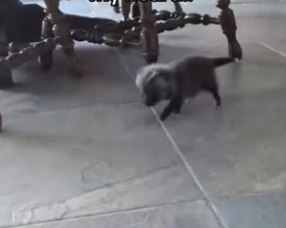 They played in same grass found her #wholesome #animals (1)_part2