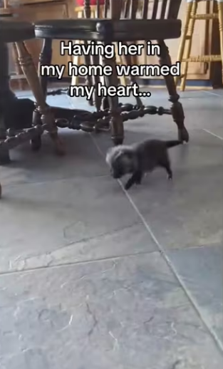 They played in same grass found her #wholesome #animals (1)_part2