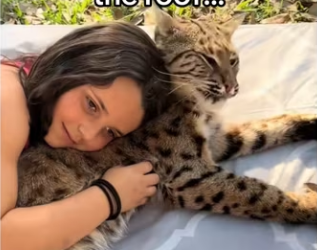 guess have bobcats now #wholesome #animals_part2