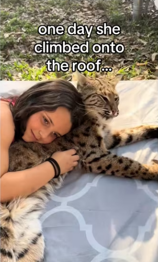 guess have bobcats now #wholesome #animals_part2