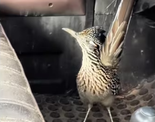 Road runner trains human to help #wholesome #animals (1)_part2