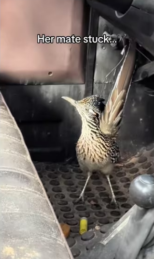 Road runner trains human to help #wholesome #animals (1)_part2