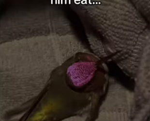 Wait it..l #wholesome #animals_part2