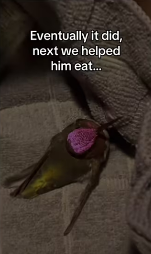 Wait it..l #wholesome #animals_part2