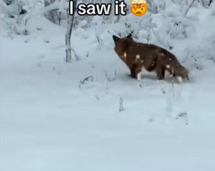 Wait them playing #wholesome #animals_part2