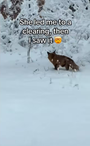 Wait them playing #wholesome #animals_part2