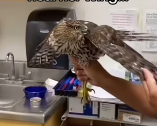 Why did she bring to my house #wholesome #animals_part2