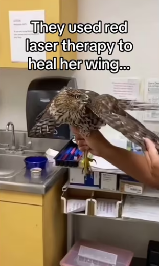 Why did she bring to my house #wholesome #animals_part2