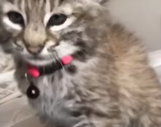 I guess Ihave 2 bobcats now… #wholesome #animals _part2