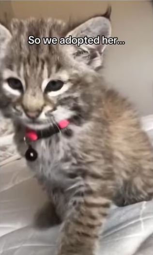I guess Ihave 2 bobcats now… #wholesome #animals _part2