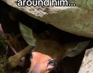 Mother instinct runs deep #wholesome #eagles _part2