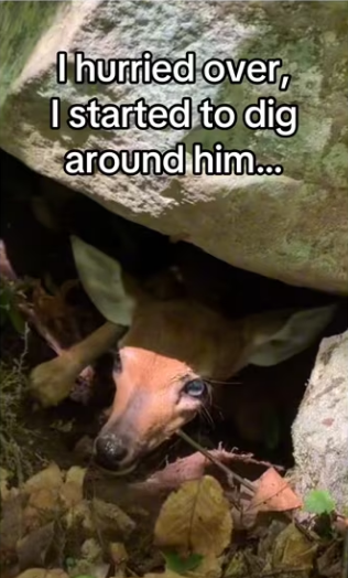 Mother instinct runs deep #wholesome #eagles _part2