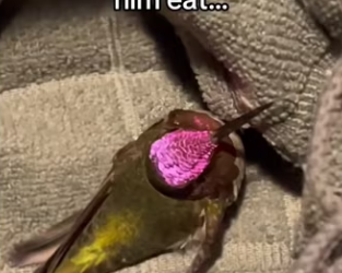 Wait for it..l #wholesome #animals _part2