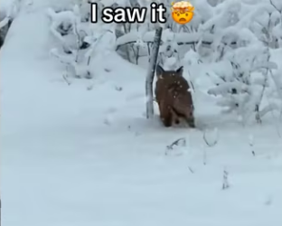 Wait for them playing �❤️ #wholesome #animals _part2