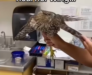 Why did she bring that to my house ？ #wholesome #animals _part2