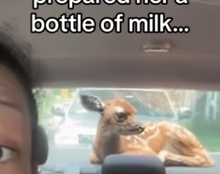 Best friends for life ❤️� #wholesome #animals #deer _part2