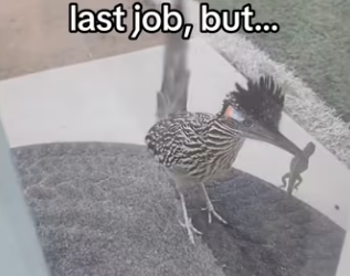 Road runner trains human to help #wholesome #animals _part2