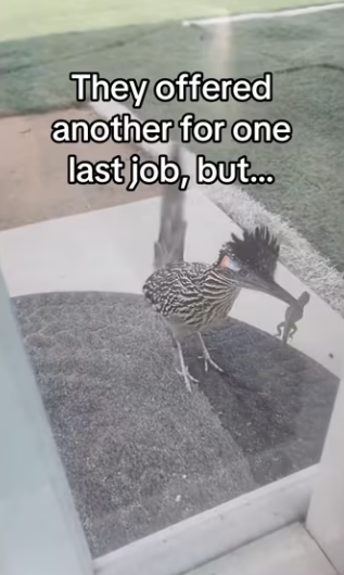 Road runner trains human to help #wholesome #animals _part2