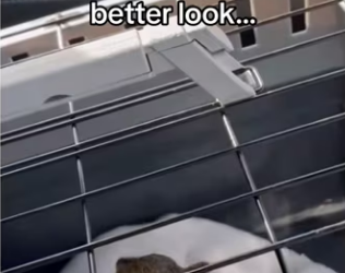 She chose his yard #wholesome #animals _part2