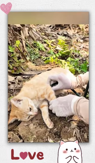 Rescue family cat_part2