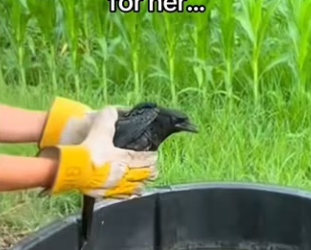 Wait for it… #wholesome #animals _part2