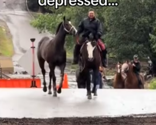 Best friends forever #wholesome #animals #horse _part2