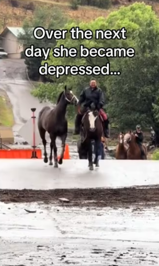 Best friends forever #wholesome #animals #horse _part2