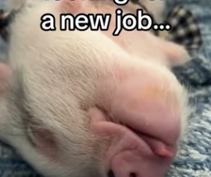 I lost my job but got my family back #wholesome #animals _part2