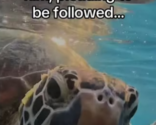 She knew he would help � #wholesome #animals _part2