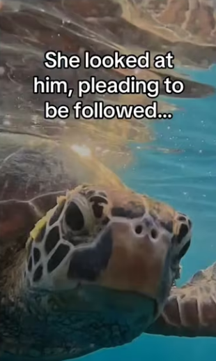 She knew he would help � #wholesome #animals _part2