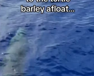 The little baby jumps �♥️ #wholesome #animals _part2