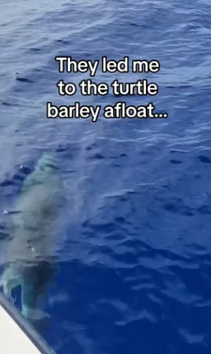 The little baby jumps �♥️ #wholesome #animals _part2