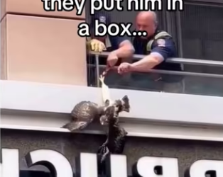 Hawks are extremely intelligent #wholesome #animals _part2