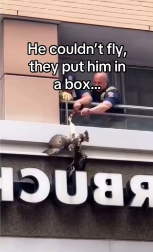 Hawks are extremely intelligent #wholesome #animals _part2