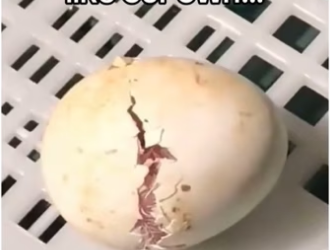 His mom came back #wholesome #animals _part2